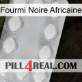 African Black Ant 16